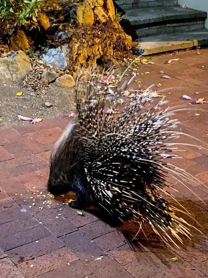 דירות Simonʼs Town Porcupine Walk מראה חיצוני תמונה