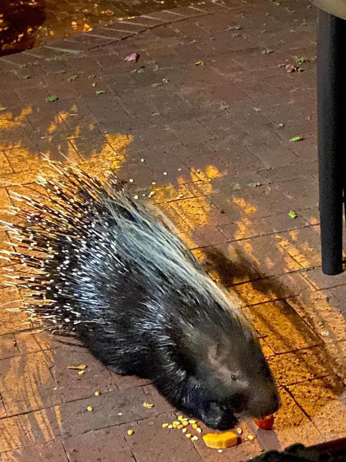 דירות Simonʼs Town Porcupine Walk מראה חיצוני תמונה